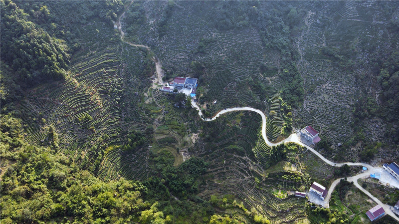 曉天鎮(zhèn)：神奇白桑園  茶香彌漫艷陽天